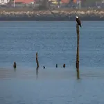 B9 - Nature, & River * Fão