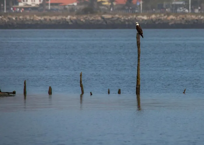 B9 - Nature, & River * Fão